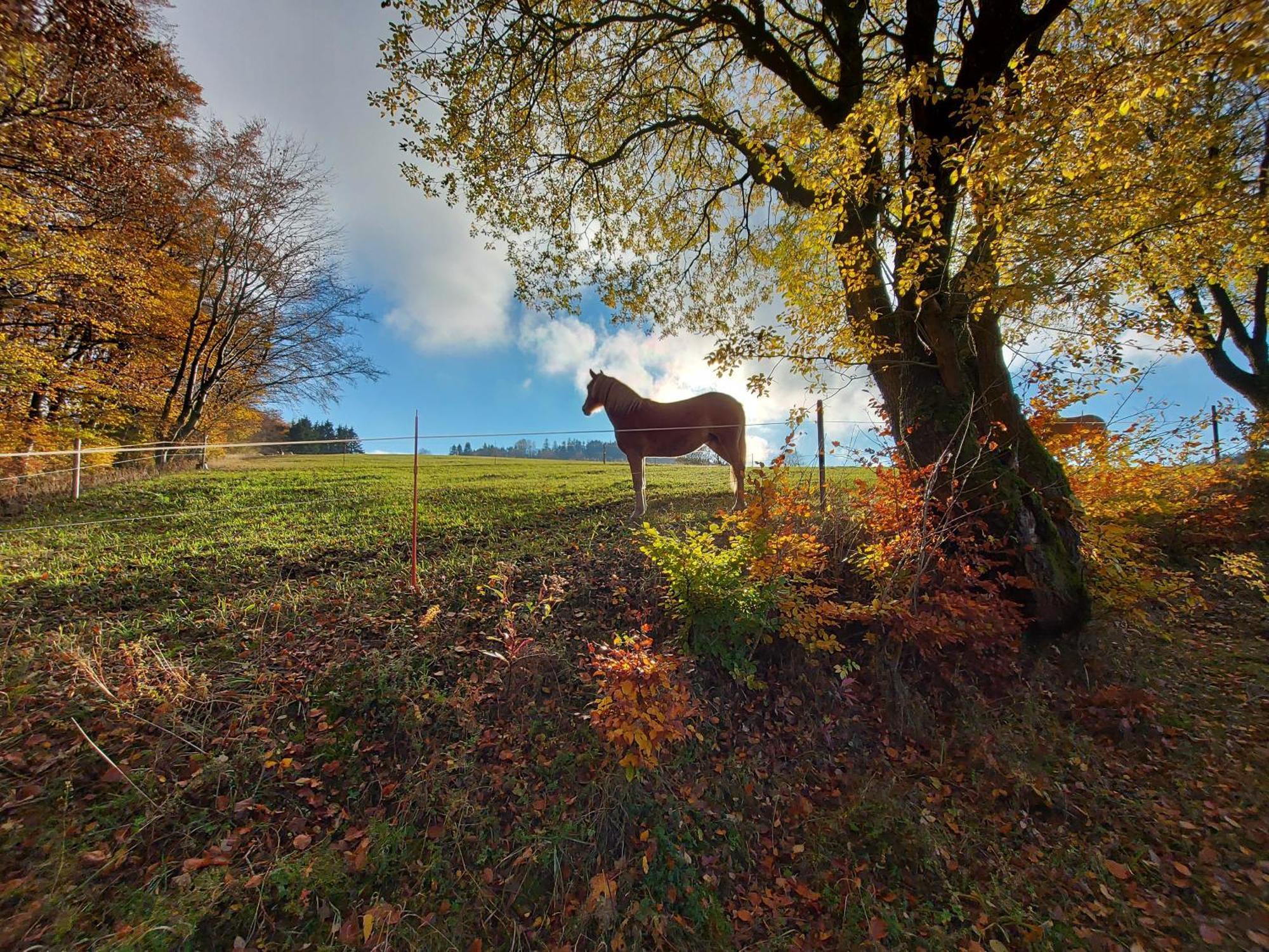 Panoramablick Willingen Schwalefeld Willingen (Upland)